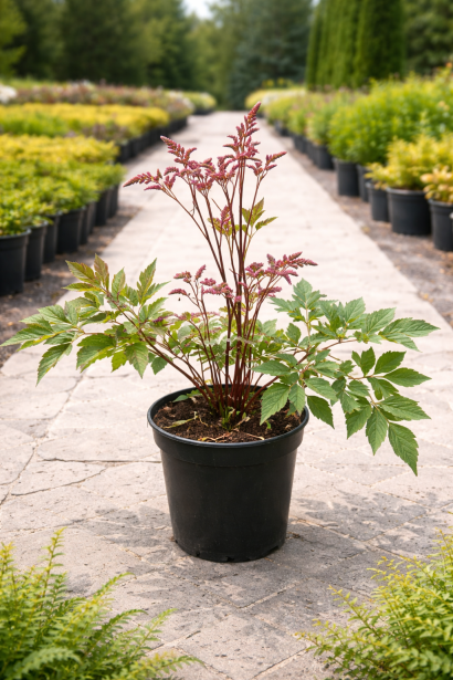 Астильба арендса Cattleya купити 